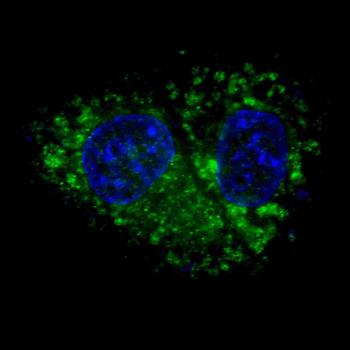 ALDH1A1 Antibody