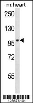POLN Antibody (C-term)
