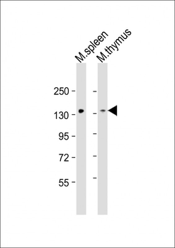 Mouse Stk10 Antibody (C-term)