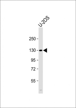 DNMT3A Antibody (Center R478)