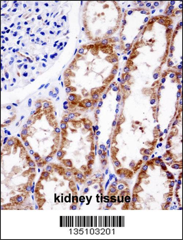 DNMT3A Antibody (Center R478)