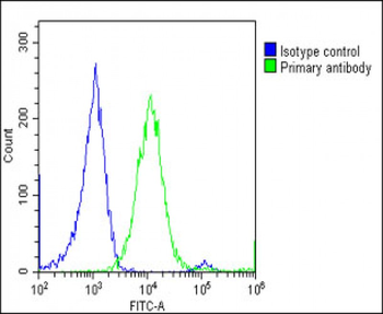 CNOT4 Antibody