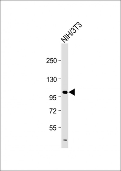 Mouse Ddr2 Antibody (C-term)