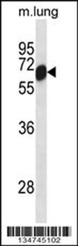 Mouse Clk2 Antibody (N-term)