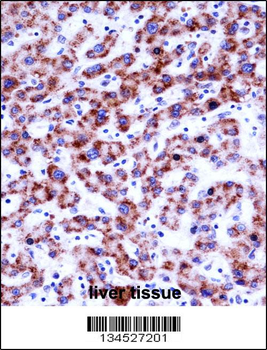 SIGLEC8 Antibody (N-term)