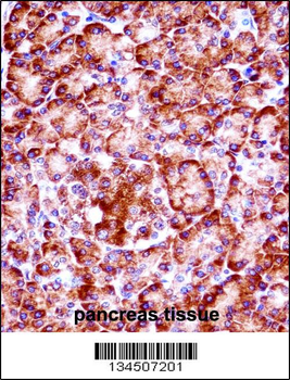RIPK3 Antibody (C-term)