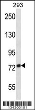 ADAM32 Antibody (N-term)