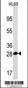 PSMA5 Antibody (Center)