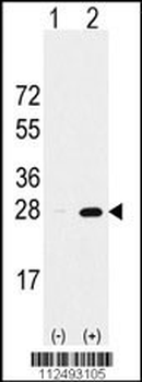 PSMA5 Antibody (Center)