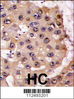 PSMA5 Antibody (Center)