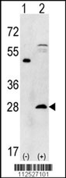 PSMA5 Antibody (N-term)