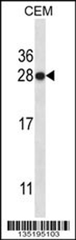 HMGB1 Antibody