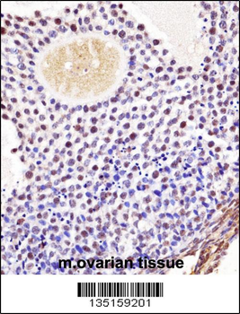 Mouse Wee2 Antibody (Center)