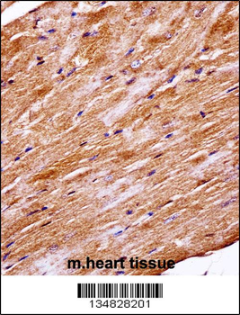 Mouse Mapk4 Antibody (N-term)
