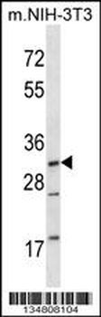 Mouse Map2k3 Antibody (Center)