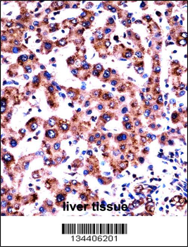 HRH1 Antibody (Center)