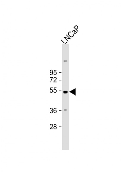 SHMT1 Antibody (N-term)