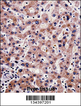 SHMT1 Antibody (N-term)