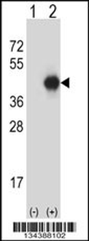 GNAI2 Antibody (N-term)