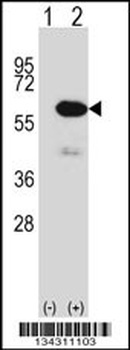 METAP2 Antibody (N-term)