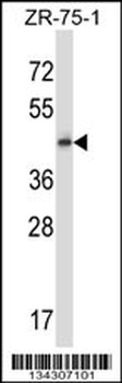GPR137 Antibody (Center)