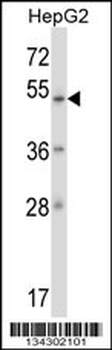 ZNF207 Antibody (N-term)