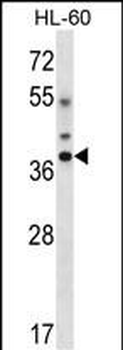 DLX5 Antibody (Center)