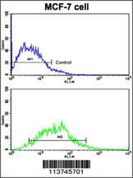 H Cadherin (CDH13) Antibody (C-term)