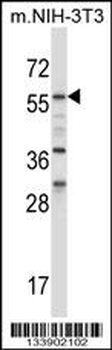 BIN1 Antibody (Center)