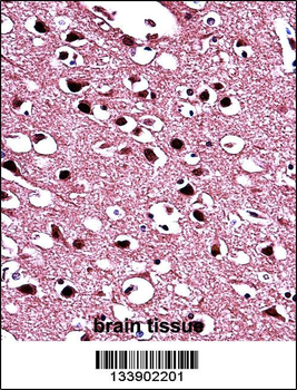 BIN1 Antibody (Center)
