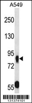 MUPCDH Antibody (N-term)