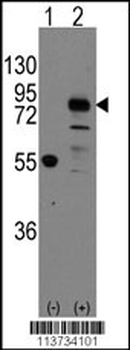 CDH9 Antibody (C-term)