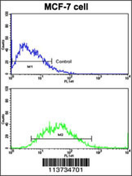 CDH9 Antibody (C-term)