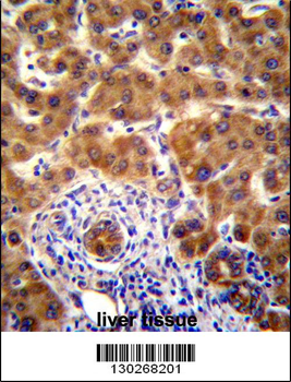Mouse Nrbp2 Antibody (C-term)