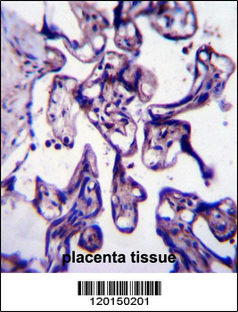 CRTC2 Antibody (N-term)