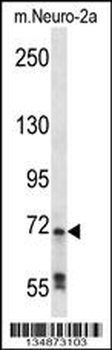 Mouse Raf1 Antibody (N-term)