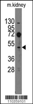 Evx2 Antibody (C-term)