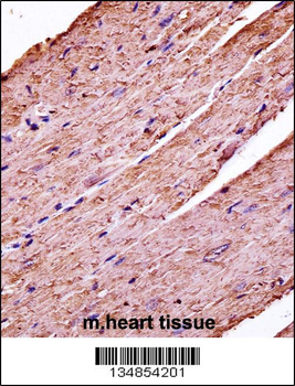 Mouse Pdk3 Antibody (C-term)