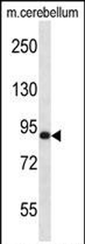 Mouse Mark3 Antibody (C-term)