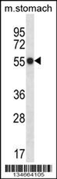 Mouse Phkg1 Antibody (C-term)