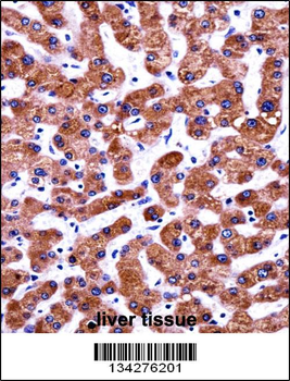 CIAO1 Antibody (Center)