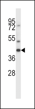 MAS1 Antibody (C-term)