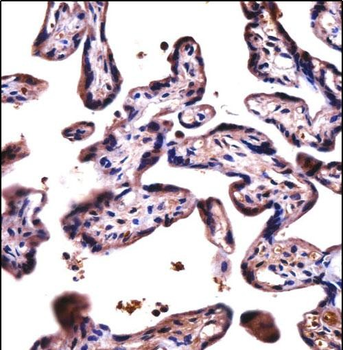 D19L4 Antibody (N-term)