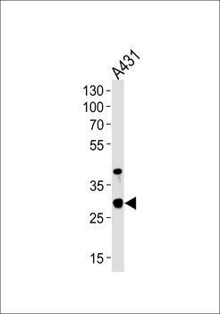 JAM2 Antibody (N-term)