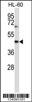 CYTH1 Antibody (N-term)