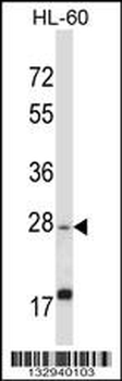 APOOL Antibody (C-term)