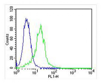 LPL Antibody (Center)