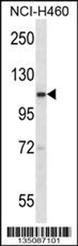 Mouse Scyl2 Antibody (Center)