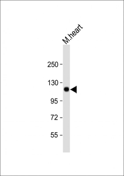 Mouse Scyl2 Antibody (Center)