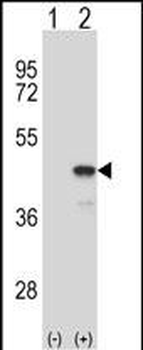 Mouse Map2k1 Antibody (C-term)